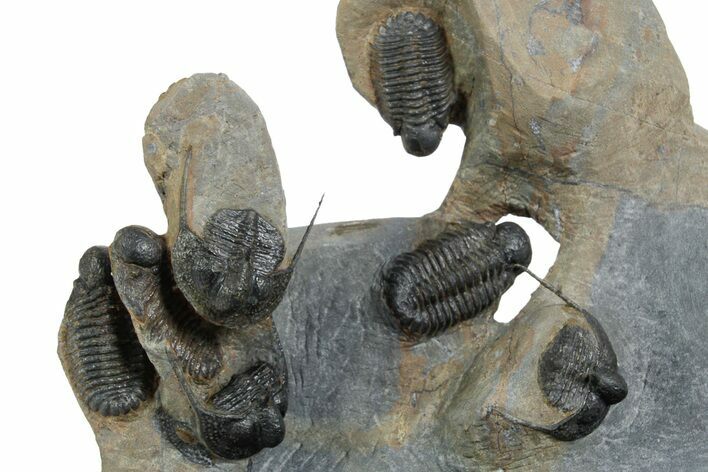 Cluster of Five Rare Actinopeltis With Three Onnia - Morocco #351326